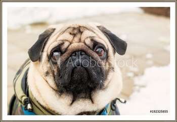Zarámovaný plagát Dog breed pug. Portrait of a pet